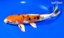 10.25" HEISEI NISHIKI