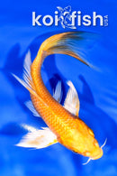 5.75" YAMABUKI OGON BUTTERFLY