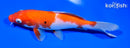 6.75" KOHAKU