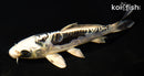 6.25" ARAGOKE KIKOKURYU