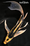 9.25" KIN KIKOKURYU BUTTERFLY