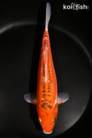 9.25" HI SHUSUI