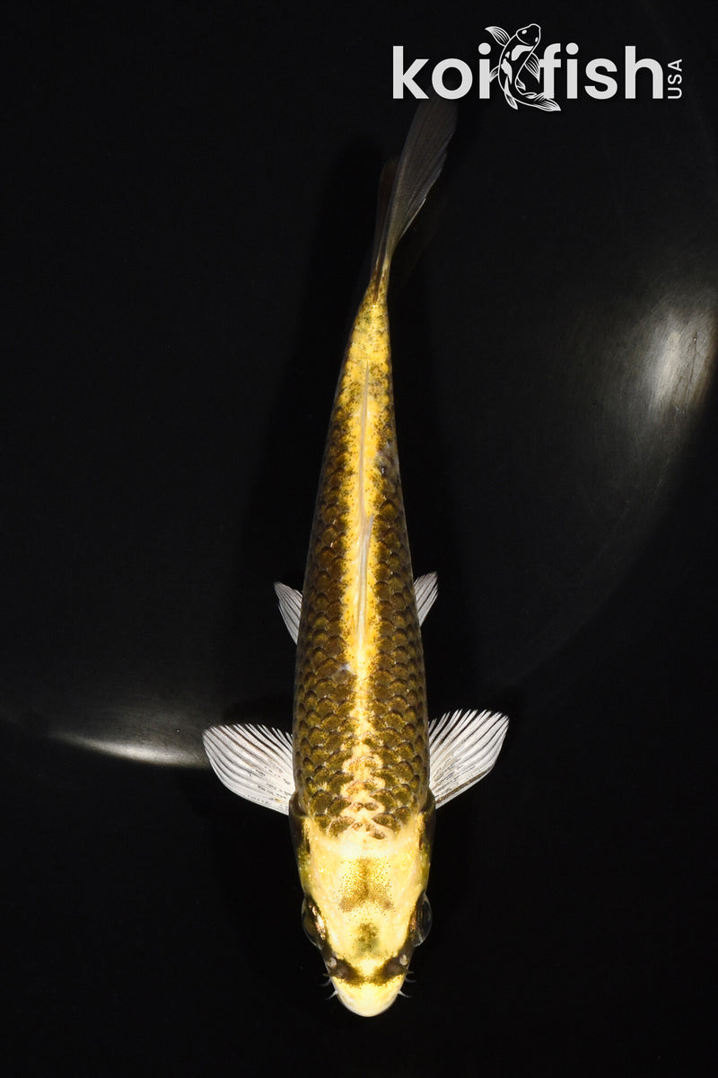 5.5" KI MATSUBA