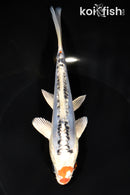 6.75" BENI KIKOKURYU
