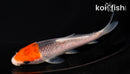 5" TANCHO GOSHIKI