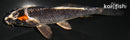 4.25" GINGA