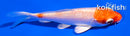 4" HARIWAKE