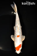 8.5" GINRIN YAMATO NISHIKI