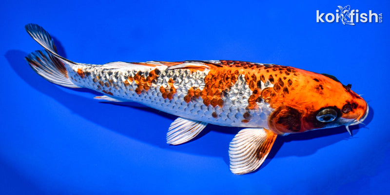 10.75" GINRIN KUJAKU
