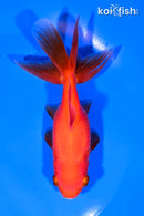 4.75" ORANDA GOLDFISH