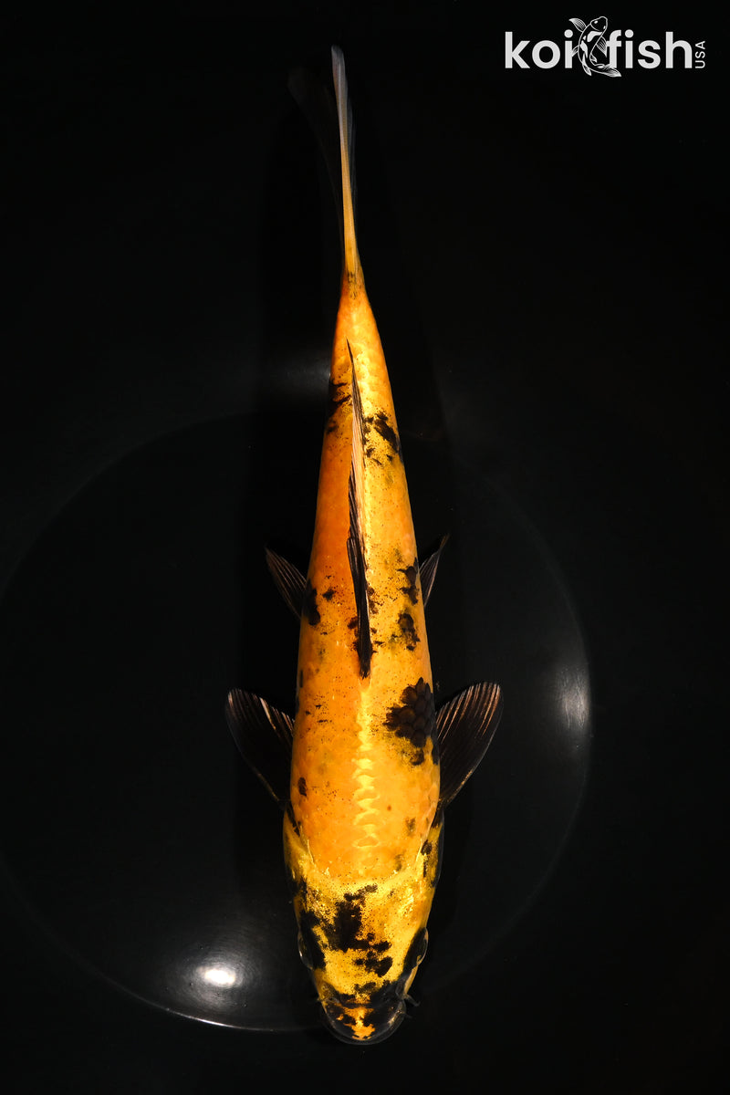 9" KIN KI UTSURI