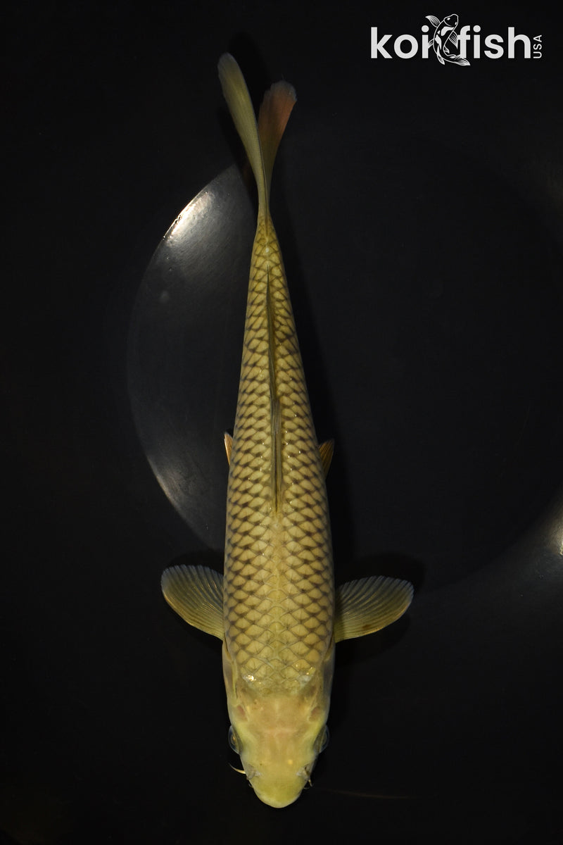 9.75" CHAGOI