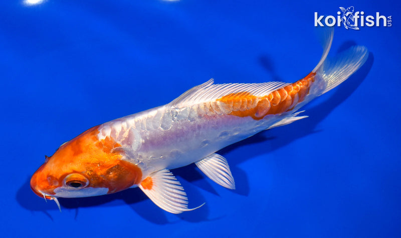 6.5" KIKUSUI