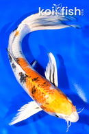 9.75" YAMATO NISHIKI BUTTERFLY