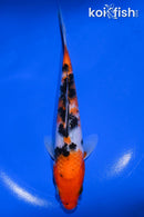 7.5" SANKE