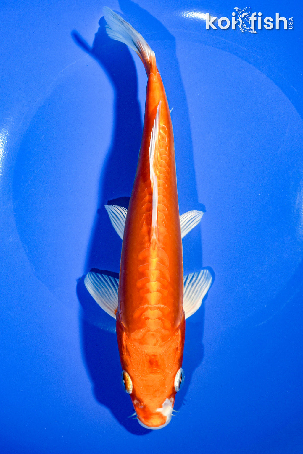 Normal Koi Standard Fin Koi Varieties | Premium Selections Available – Page 19