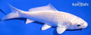 4.25" PLATINUM OGON