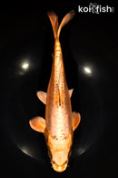 11.25" BENI KIKOKURYU