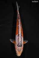 12.25" HI SHUSUI