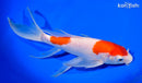 9.5" KOHAKU BUTTERFLY