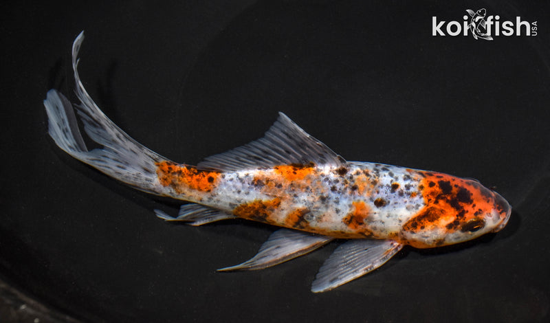 7.75" SHUBUNKIN GOLDFISH