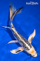 8.25" TANCHO KIN KIKOKURYU BUTTERFLY