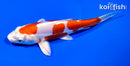 6" KIKUSUI