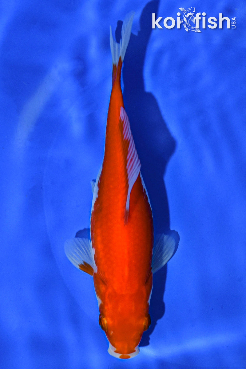 6" HIBUNA GOLDFISH