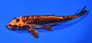 7" BENI KIKOKURYU