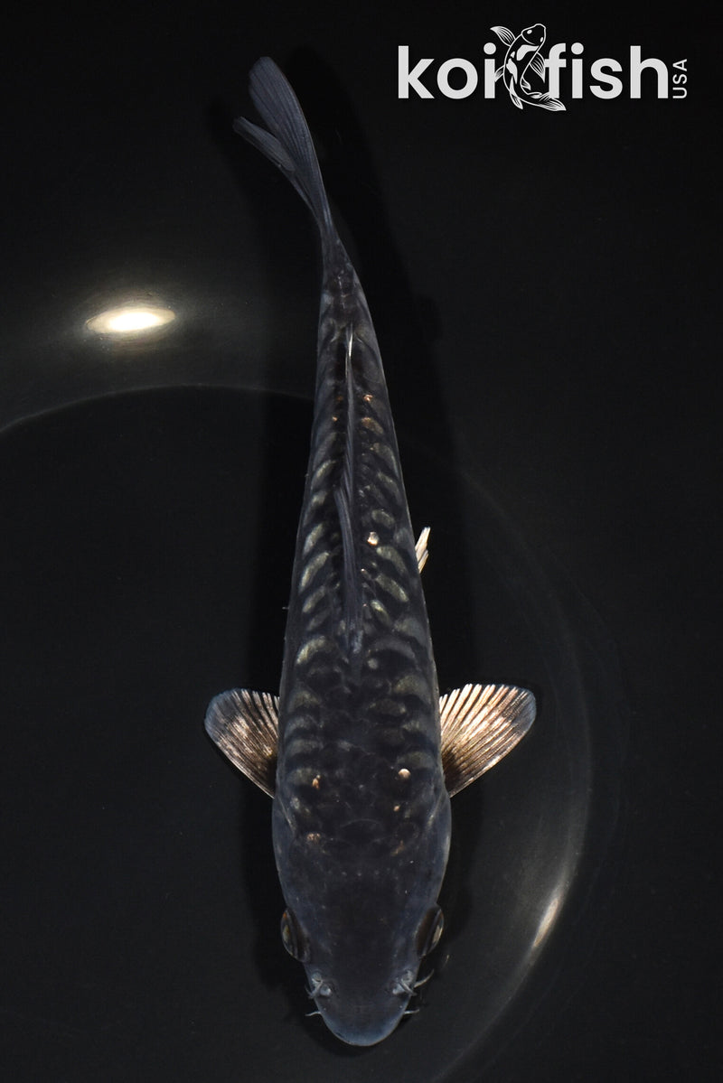 7.25" ARAGOKE BENI KIKOKURYU