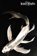 9.25" KIKOKURYU BUTTERFLY