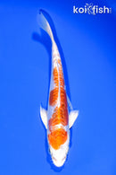 7" KIKUSUI