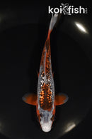 5.75" GINRIN HI ASAGI