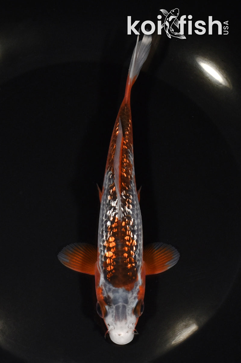 5.75" GINRIN HI ASAGI