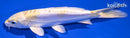 6.25" DOITSU HARIWAKE