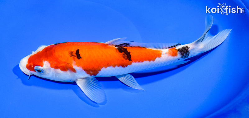 9.75" AKA SANKE