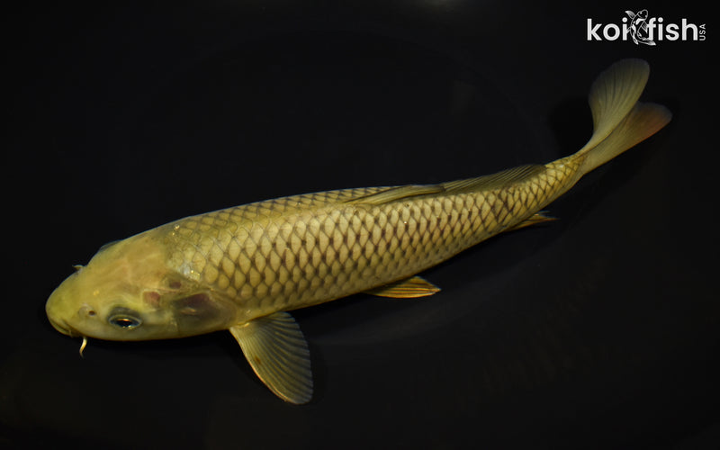 9.75" CHAGOI