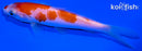 5.25" KOHAKU