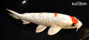 8.5" GINRIN YAMATO NISHIKI
