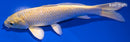 6.75" YAMABUKI OGON