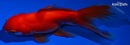 5.5" ORANDA GOLDFISH