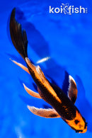 7.5" ORENJI MATSUBA BUTTERFLY