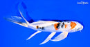 7.5" YAMATO NISHIKI BUTTERFLY