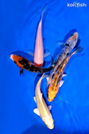 PACK OF (5) 4-5" STANDARD KOI