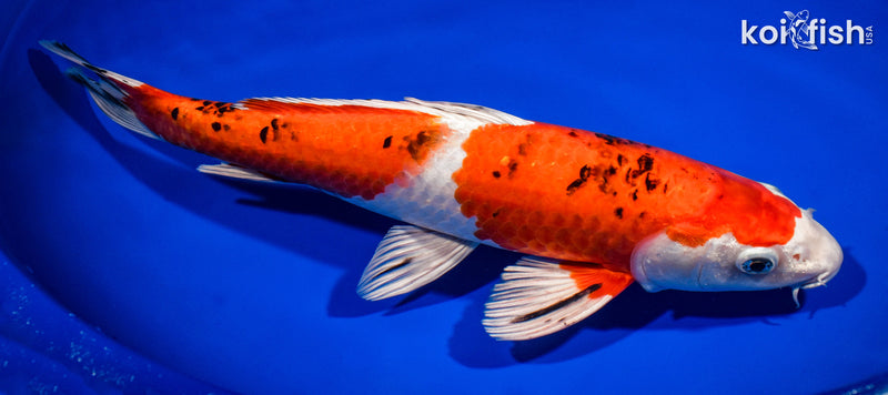 13.25" YAMATO NISHIKI