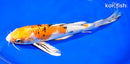 9.75" YAMATO NISHIKI BUTTERFLY
