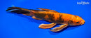 11" HI UTSURI BUTTERFLY