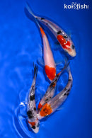 PACK OF (5) 4-5" STANDARD KOI