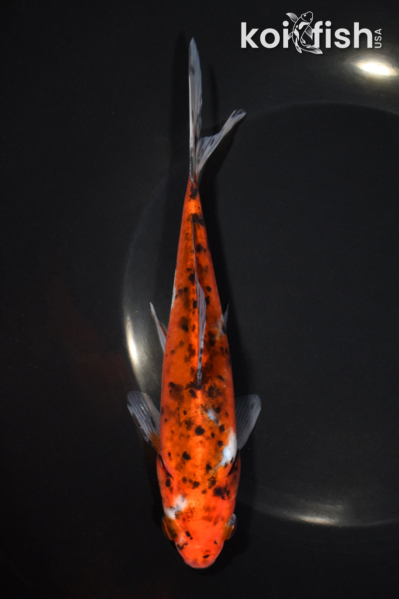 6.75" SHUBUNKIN GOLDFISH