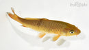 6.75" CHAGOI